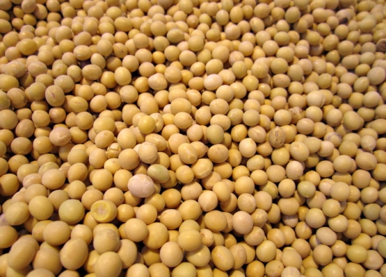 吃黄豆会胖吗：一般不会，黄豆的脂肪含量相对较低