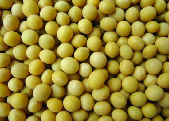 吃黄豆会胖吗：一般不会，黄豆的脂肪含量相对较低