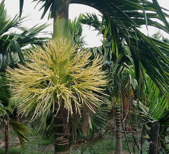 槟榔的养殖方法：喜高温、雨量充沛湿润的气候环境