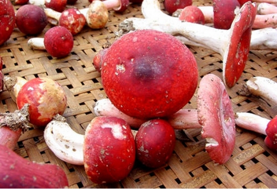 新鲜采摘的红菇