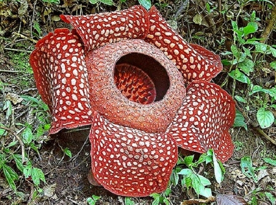 世界上最大的花——霸王花