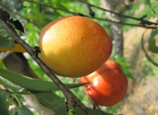 油桃品种：各品种的详细介绍图文