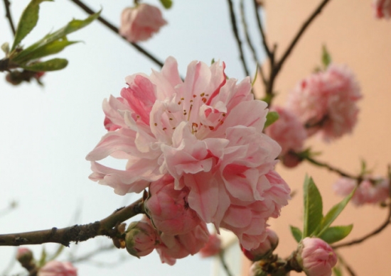 观赏桃花的品种：各品种的介绍图文
