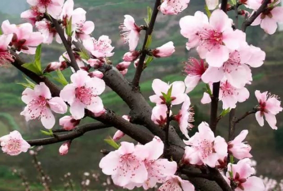 观赏桃花的品种：各品种的介绍图文