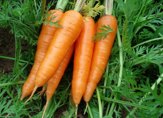 白萝卜和胡萝卜能一起吃吗：不可以，胡萝卜会破坏白萝卜的维生素C