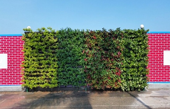 哪些植物适合做围墙绿化