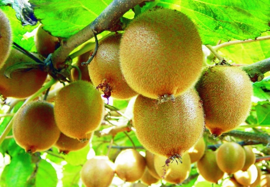 猕猴桃的价格：国产猕猴桃价格在3.5-6.5元/个;进口的一般在4-8元/个