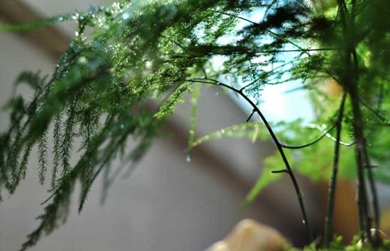 文竹盆景：文竹盆景的造型方法、制造技术及植株整形