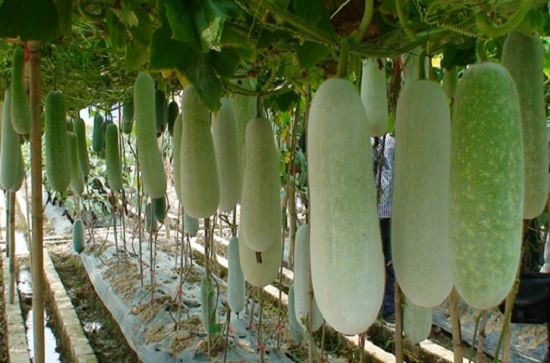 节瓜是什么：节瓜是葫芦科一年生攀援草本植物,属于冬瓜的变种