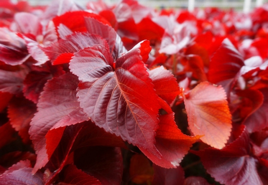 红桑叶色鲜艳的条件