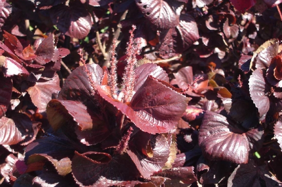 红桑保持叶色鲜艳的条件：喜温暖、湿润的环境