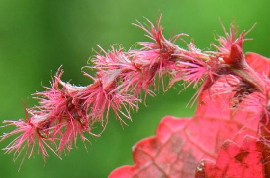 红桑保持叶色鲜艳的条件：喜温暖、湿润的环境