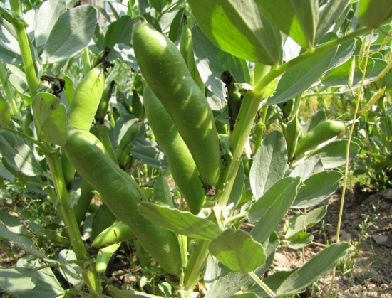 罗汉豆是什么豆：别称蚕豆，是一种粮食、蔬菜和饲料、绿肥兼用作物