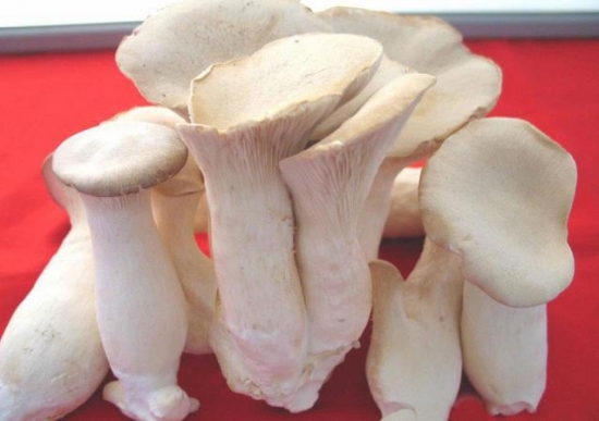 白灵菇的价格：大约在14~16元/kg，云南地区较便宜