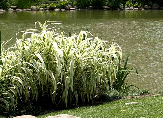 公园湖边种植的花叶芦竹