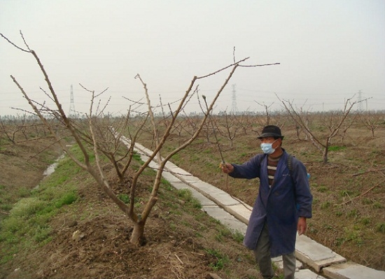 水蜜桃的种植——病虫害防治