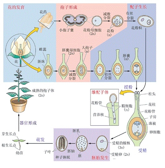 植物的生长大周期示意图
