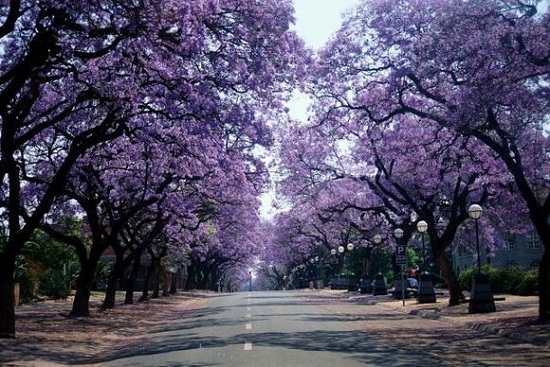 梦幻般的紫薇树道路