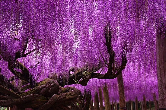 日本紫藤树神树