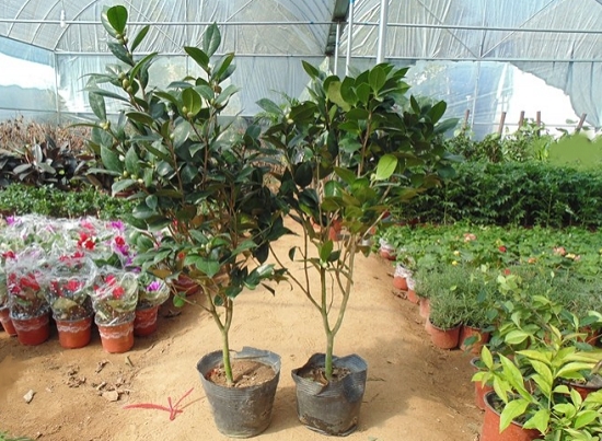 茶花树与育苗场