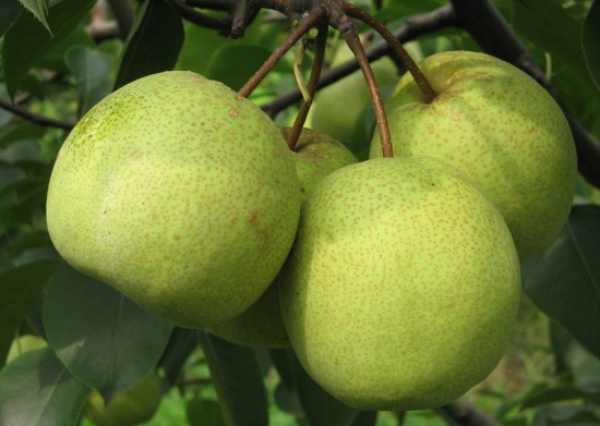 酥梨的栽培方法