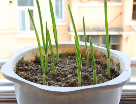 盆栽大蒜的种植：简单易学的盆栽大蒜种植步骤展示