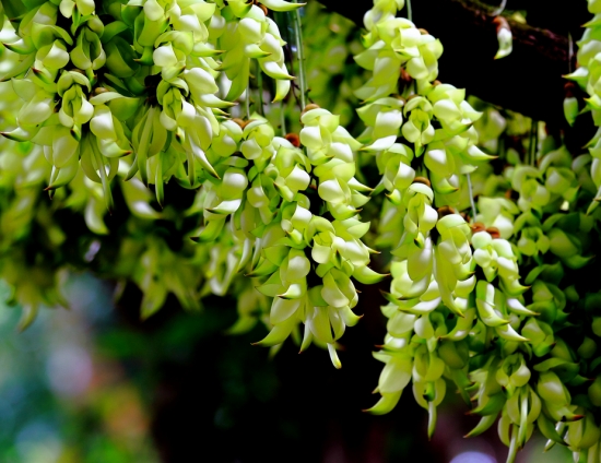 季节性植物——禾雀花
