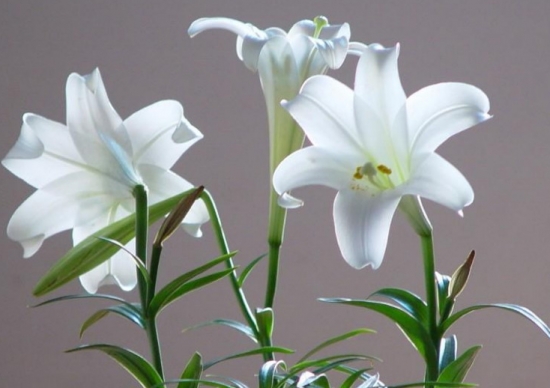 季节性植物——百合花