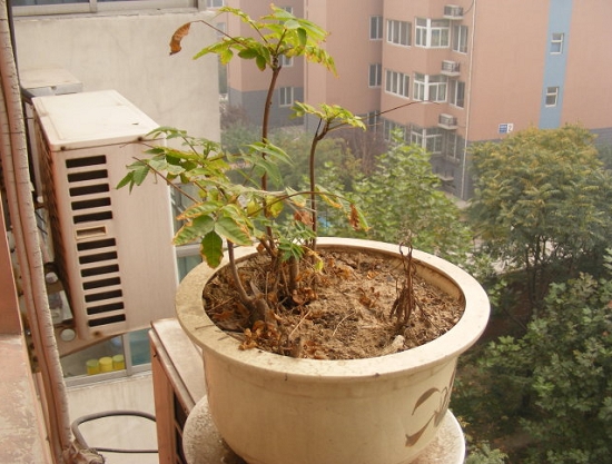 盆栽香椿树怎样养护：养护环境需保证阳光充足,浇水不可过于频繁