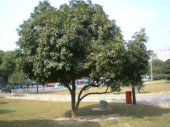 校园一角的桂花树