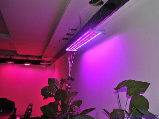 灯光真的能为植物补光吗：补光灯的作用仅限于补光,并不能代替阳光