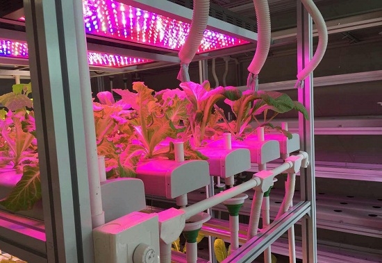 灯光真的能为植物补光吗：补光灯的作用仅限于补光,并不能代替阳光