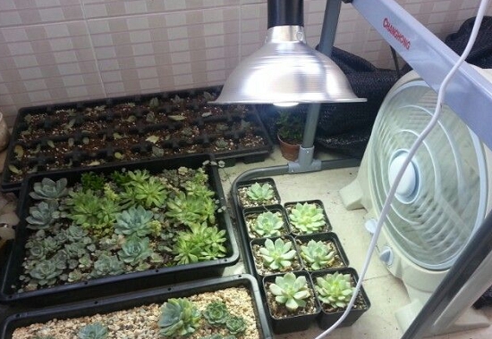 植物专用UVB灯
