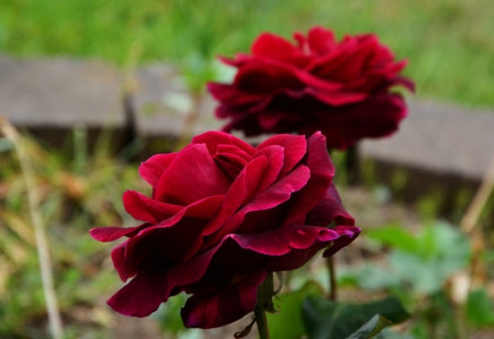 网上的路易十四玫瑰种子靠谱吗：不靠谱，网上的种子大多都是假的