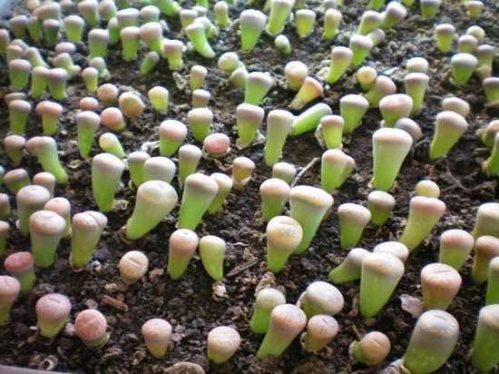 生石花播种的种子发芽了