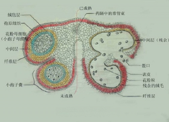 百合花花粉粒结构图图片