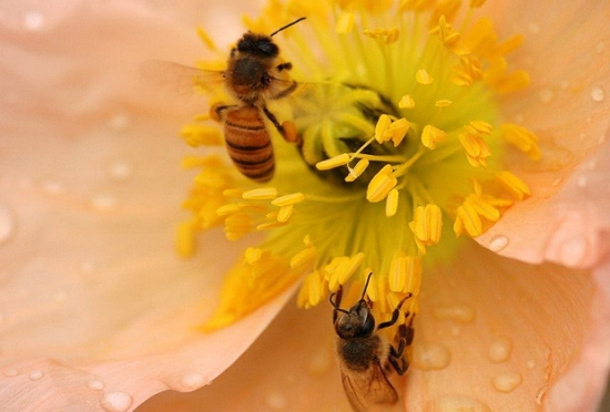 成熟花粉粒与蜜蜂