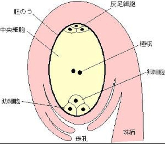 胚囊结构图片