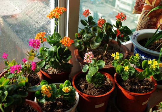 长寿花能在室内养殖吗