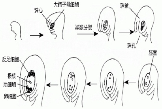 成熟的八核胚囊（图示）