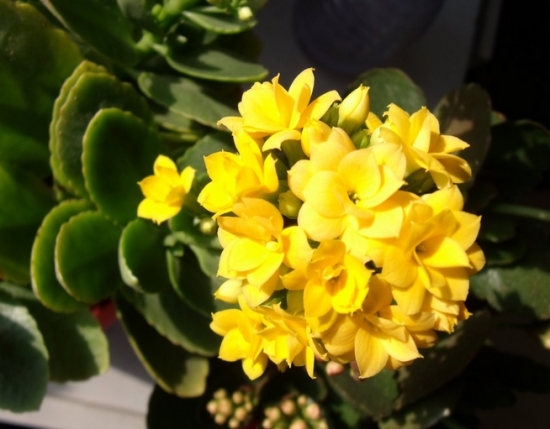 黄色长寿花 