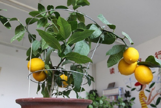 柠檬树盆栽
