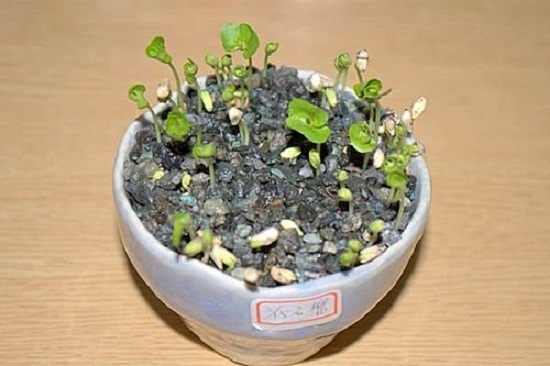 盆栽石榴播种