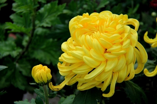 西方五行属金——宜养黄色花卉