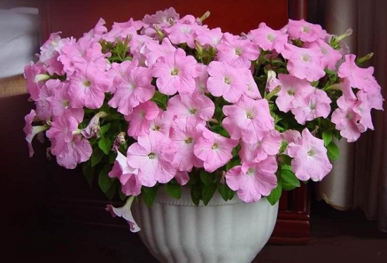 东南方五行属木——宜养粉红色花卉