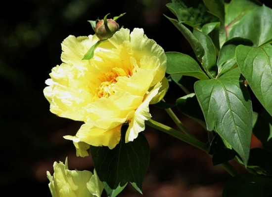 西南方五行属土——宜养黄色花卉