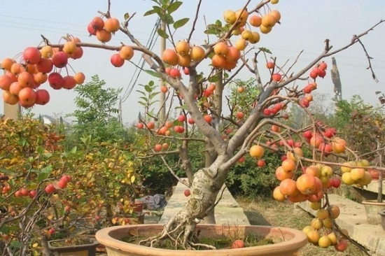 盆栽果树怎样养殖：盆栽果树三要素盆土、换盆和修根