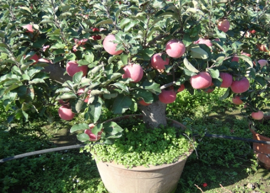 苹果树盆栽