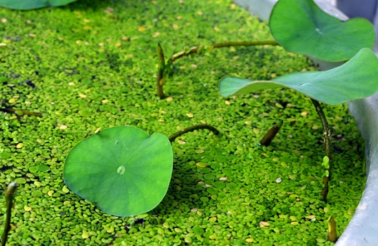 睡莲盆里长绿藻的处理方法：使用药物来杀除绿藻