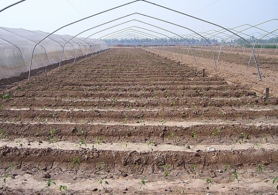 辣椒栽培技术：科学的栽培方法可以提高辣椒产量及质量